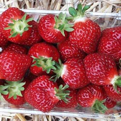 Strawberry plant 'Manille'